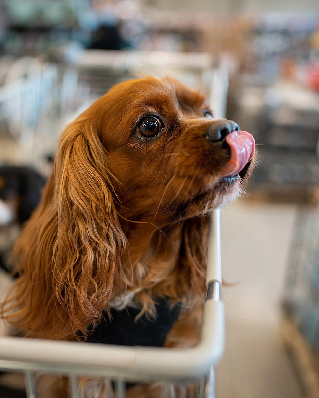 Foto van een hondje die aan zijn neus likt en in een kar zit van duponzoo